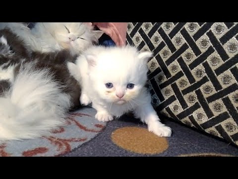 Mother Cat Moving Her Kittens To New Place And Feeding Them