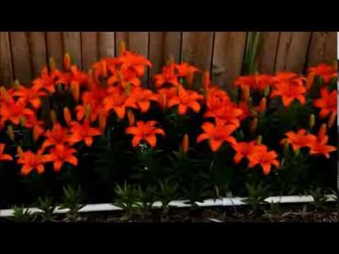 Orange lily flower plant