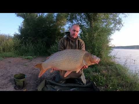 Carps of Lake Palotás