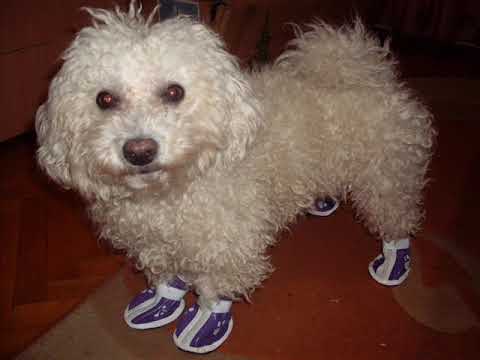 NU MA MAI CERTA MAMICO!-TOBY COVER