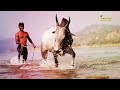 Ulavar Thirunal Whatsapp Status Tamil Pongal Whatsapp Status Jallikattu Whatsapp Status Video Tamil