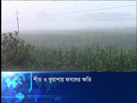 শীত ও কুয়াশায় ফসলের ক্ষতি