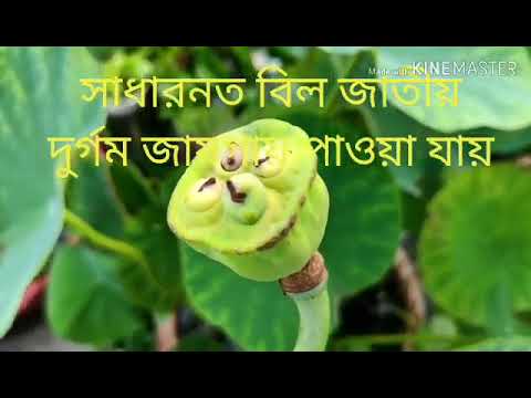 shamima roof garden Lotus 28 May 20