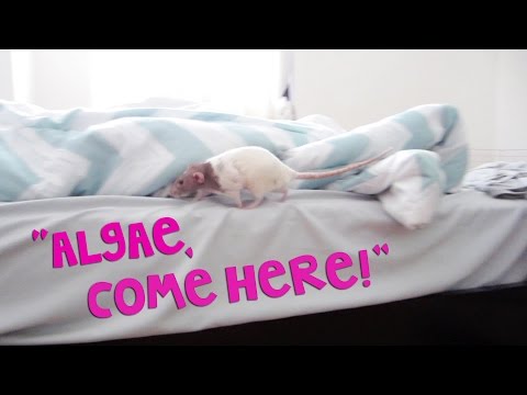 Rat Comes Running When Called