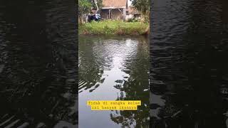 Download lagu IKAN DALAM KOLAM #shorts mp3