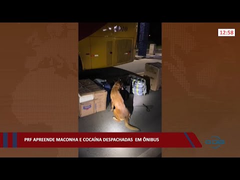 PRF apreende maconha e cocaína despachadas em ônibus 15 02 2022