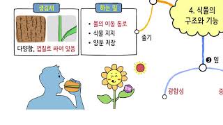 [비상교육 와이즈캠프] 개뼈노트 6학년 1학기 4단원 과학 / 식물의 구조와 기능