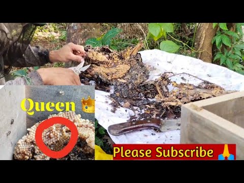 StinglessBee;How to transfer Feral Colony to the box hive? what tool is used?