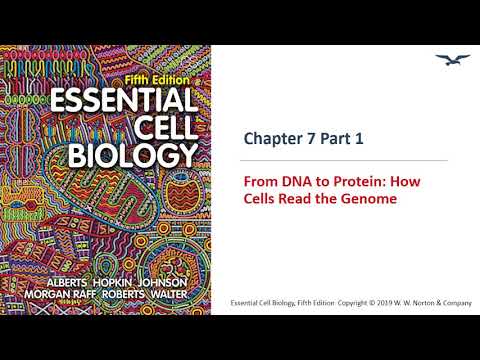 (BC PCB 3023) Chapter 7 From DNA to Protein Part 1