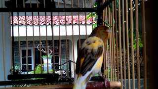 Download lagu TANPA EDIT! KENARI GACOR || Pancingan kenari malas bunyi mp3