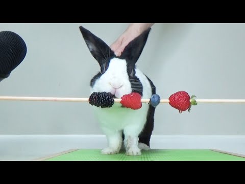 YouTube video about: Can rabbit eat raspberries?