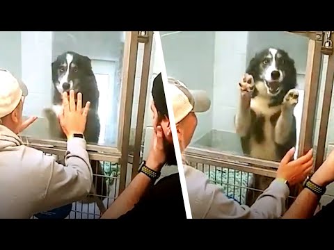 Владельцы снова нашли своих питомцев