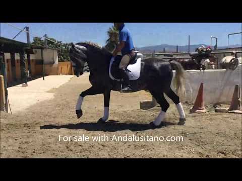 Recluso PRE stallion with high schooling born 2008, 165 cm, super character