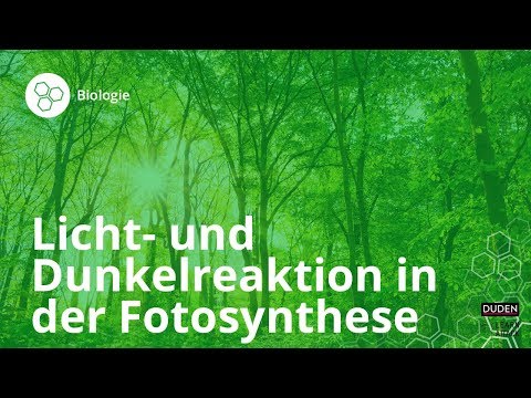 Licht- und Dunkelreaktion in der Fotosynthese – Biologie | Duden Learnattack