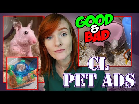 Appleton Craigslist Pets