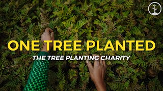 One Tree Planted: The Tree Planting Charity | One Tree Planted