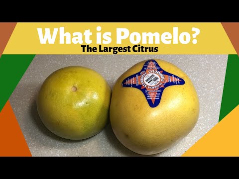 What is Pomelo (Pummelo)?|The Largest Citrus