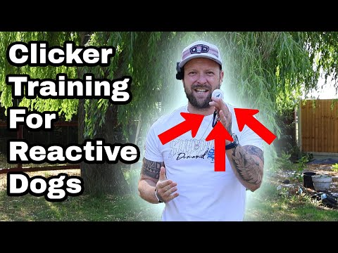 Clicker Training For Reactive Dogs - Everything You Need To Know