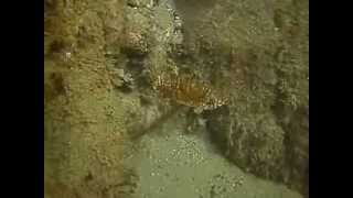 preview picture of video 'Lo spirografo nel mare di Deiva Marina'