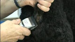 Poodle Pet Clip.mpg