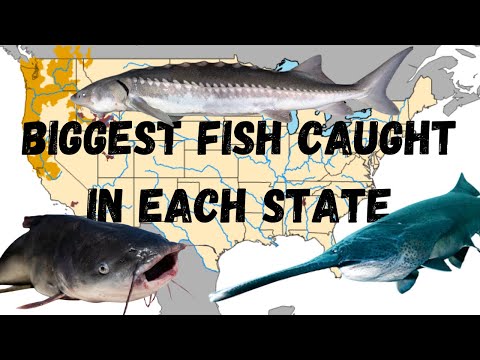 The Biggest Fish Caught In Every State (and location)