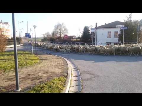 IL passaggio di un GREGGE !!