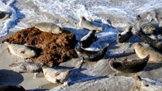preview picture of video 'California Harbor Seals in surf at Carpinteria Bluffs..'
