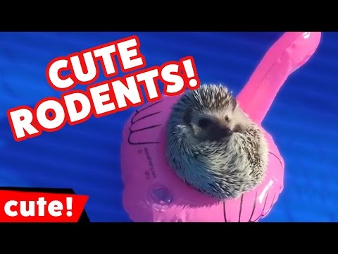 Les souris, écureuils, hamsters et rongeurs les plus drôles - octobre 2016