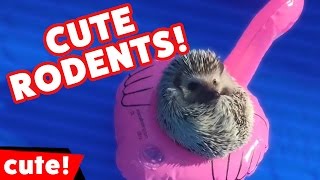 Les souris, écureuils, hamsters et rongeurs les plus drôles - octobre 2016