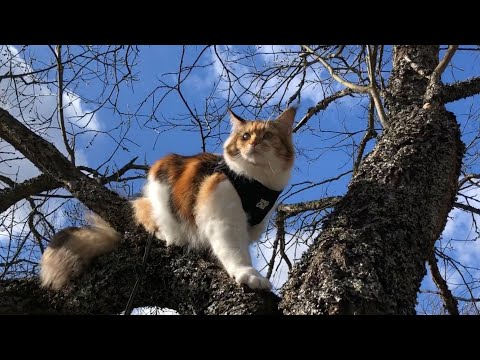 Maine Coon Cat: Climbing Up a Tree