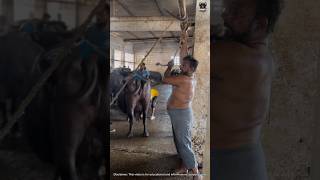 Yahan Har Din Ek Nayi Kahani Likhi Jaati Hai 💔 | Inside Slaughter House 😢