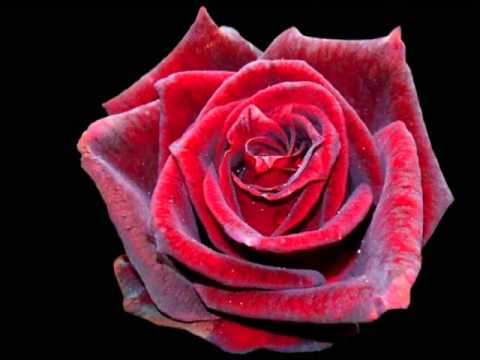 Agrameri - Ruža crvena