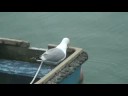 Seagulls