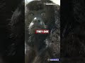 🐒 The Black Howler Monkey – The King of the Jungle’s Loudest Call! 🌳🔥