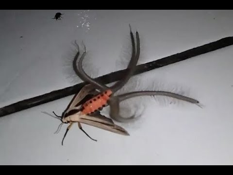 Alien Like Creature With Wiggling Hairy Tentacles And A Huge Orange Body Captured