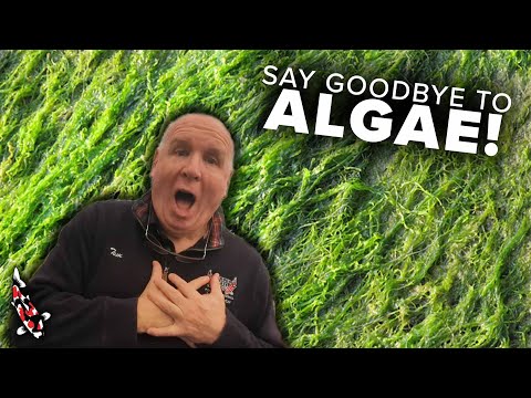 Quick Algae Tips: Clear Up Your Pond Fast