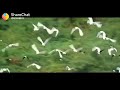 Thenmavin Kombath Karutha Penne Whatsapp Status