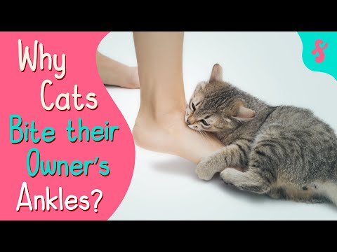 YouTube video about: Why does my cat grab my leg when I walk?