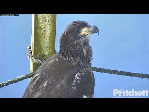 SWFL Eagles ~ Dual Flights Over Pasture! Gorgeous Closeups of E16 💕 E15 Plays With Palm Frond 7.3.20