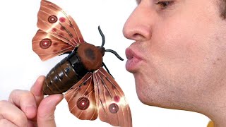 Kissing Giant Moth!