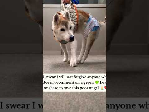 For any help consider donating link in bio to save a stray life in Los Angeles#usashorts#save