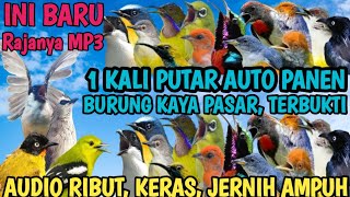 Download lagu Sangar !! Suara Pikat Burcil Ini Mampu Bikin Semua Burcil Ngumpul Seketika Kaya pasar @smstachanel mp3