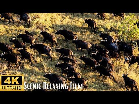 Herd of Buffalo Migration 4K | Scenic Relaxing Film | With Relaxing Meditation Music |