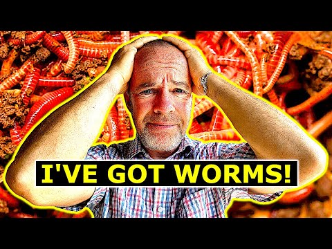 Will it Work? Worm Farming with African Nightcrawlers!