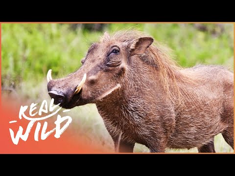 The Joy Of Pigs | Real Wild Documentary