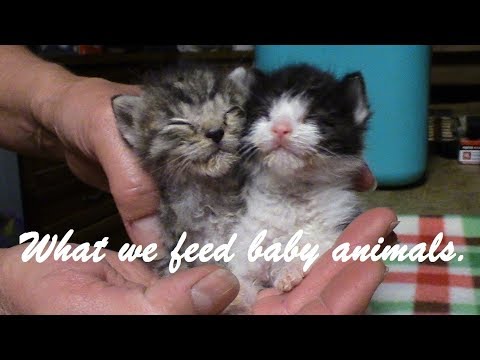 Homemade formula for feeding baby animals