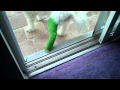 Remy Maltipoo Dog Walks with Broken Leg 