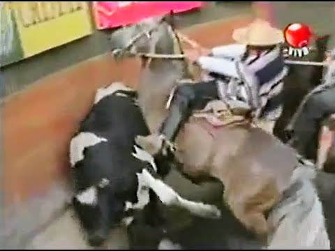 2008 | Criadero Peleco con Gustavo Valdebenito y José Astaburuaga en Molejón y Huingán