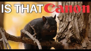 Why Canon Trumps All For Wildlife Video