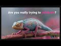 The Impossible Secret of How Chameleons Change Color ?!